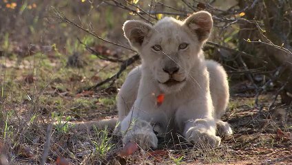 Rare White Lion Cubs Threatened by Nomad Lions   Love Nature