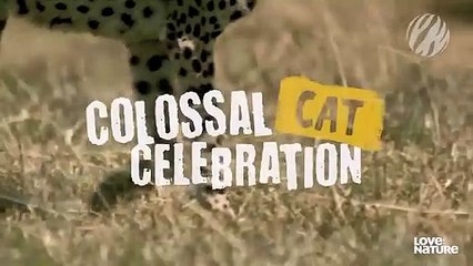 Remarkable Cheetah Mom Raises 4 Cubs Alone   Cheetah Speed Trap