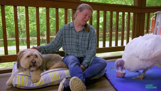 Rescued Dog And Turkey Receiving A Second Chance At Life Oddest Animal Friendships