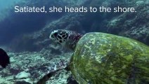 Sea Turtles   Baby Turtles   Love Nature (2)