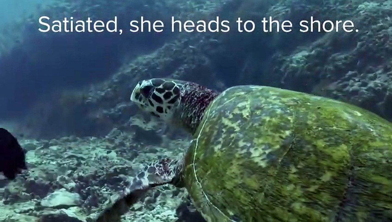 Sea Turtles   Baby Turtles   Love Nature (2)