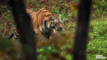 Siberian Tiger Ambushes Herd of Deer to Feed Cubs   Love Nature
