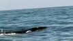 Pescadores encontram baleia nadando com filhote em praia de SC