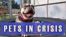 Dog shelters in crisis as vet bills soar