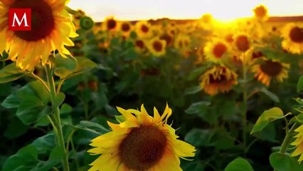 Granjero planta 1.2 millones de girasoles para su esposa por 50 aniversario de casados