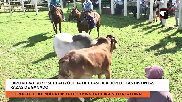 Expo Rural 2023 se realizó jura de clasificación de las distintas razas de ganado