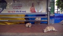 Nova Délhi captura milhares de cães de rua antes do G20