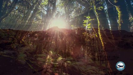 Hidden Canary Islands | movie | 2022 | Official Trailer