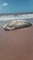 Baleia é encontrada morta na Praia do Sol, em João Pessoa