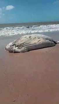 Baleia é encontrada morta na Praia do Sol, em João Pessoa