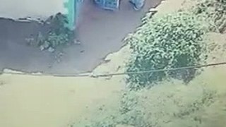 Bison attack in kodaikanal-(480p)
