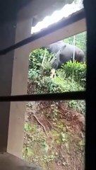 bison attack at Kodaikanal _ Mad bison at Kodaikanal-(480p)