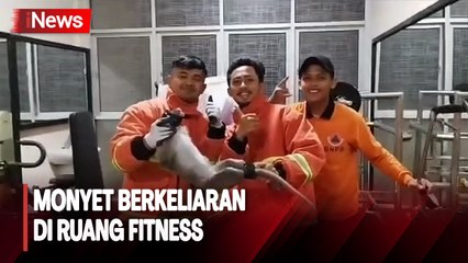 Monyet Ekor Panjang Masuk Rumah Mewah di Kota Pasuruan, Diduga Kelaparan