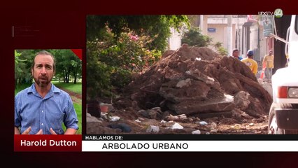 Arbolado urbano: Harold Dutton