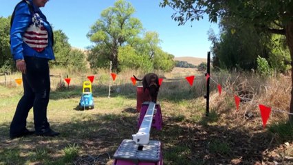 Circus child Julie Honey and her transient life as a clown, country music singer and trick dog trainer