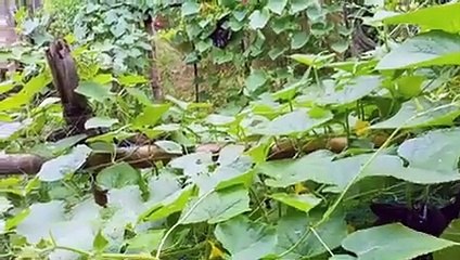 বাংলা চটি গল্প | See how many kinds of vegetables our village has