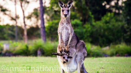 Jumping into the World of Kangaroos_ A Look at Australia_s Iconic Marsupial ----(720P_HD)