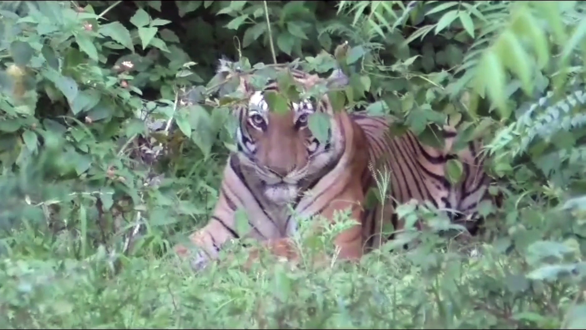 நெடுஞ்சாலை ஓரமாக வாகன ஓட்டிகளுக்கு ஒய்யாரமாக போஸ் கொடுத்த புலி