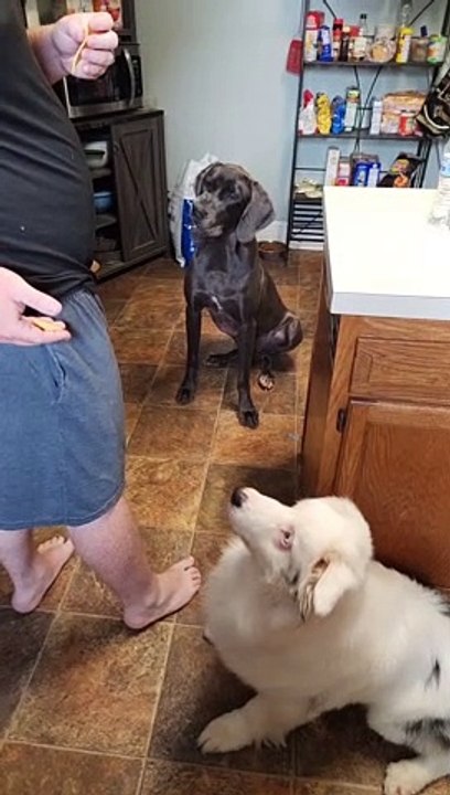 Great Dane Makes Great Catch With Her Head