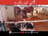 Cow & Goat   l Eid UL Azha l Imran Zaman