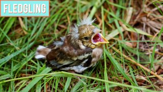 What To Do If You Find A Baby Bird - How Long Can Baby Birds Go Without Food