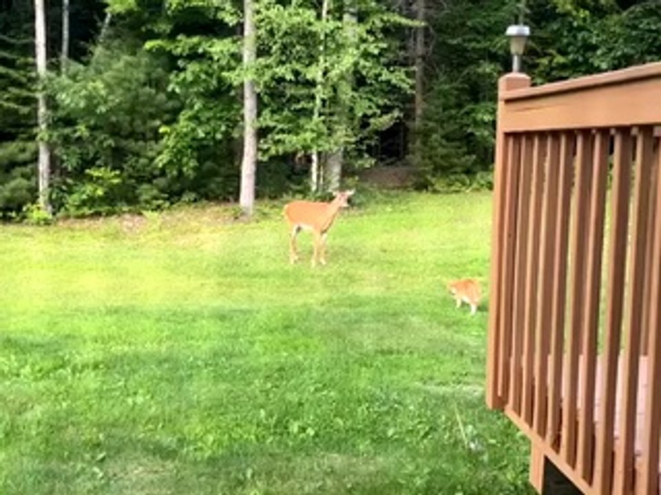 Cat Makes a Deer Friend