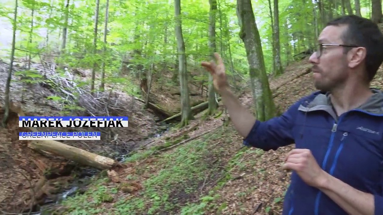 Polen: bedrohte wildnis in den karpaten