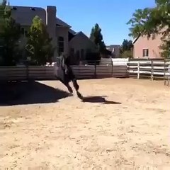 Happy Friesian Horse Gallops In Excitement Upon Owner’s Arrival!