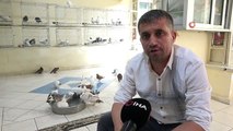 Diyarbakır'da Güvercin Oteli'nde Klimalı Ortamda Serinleyen Binlerce Güvercin