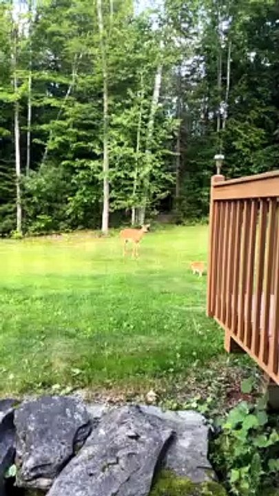 Cat Makes a Deer Friend