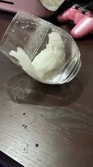 Bird Takes a Bath in a Glass