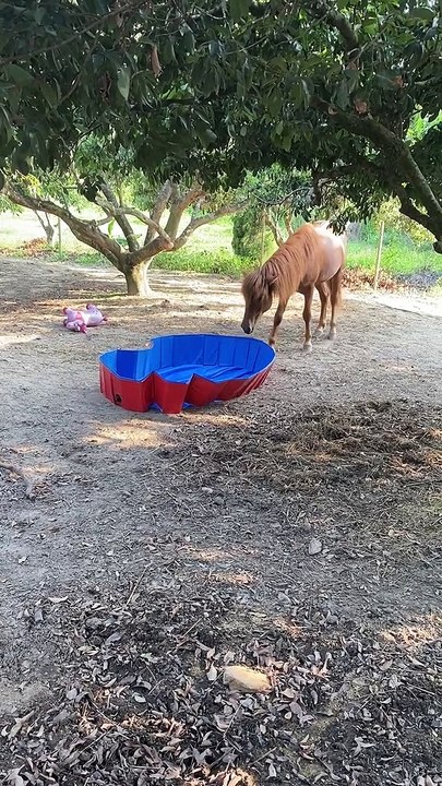 Horse Plays With Pool