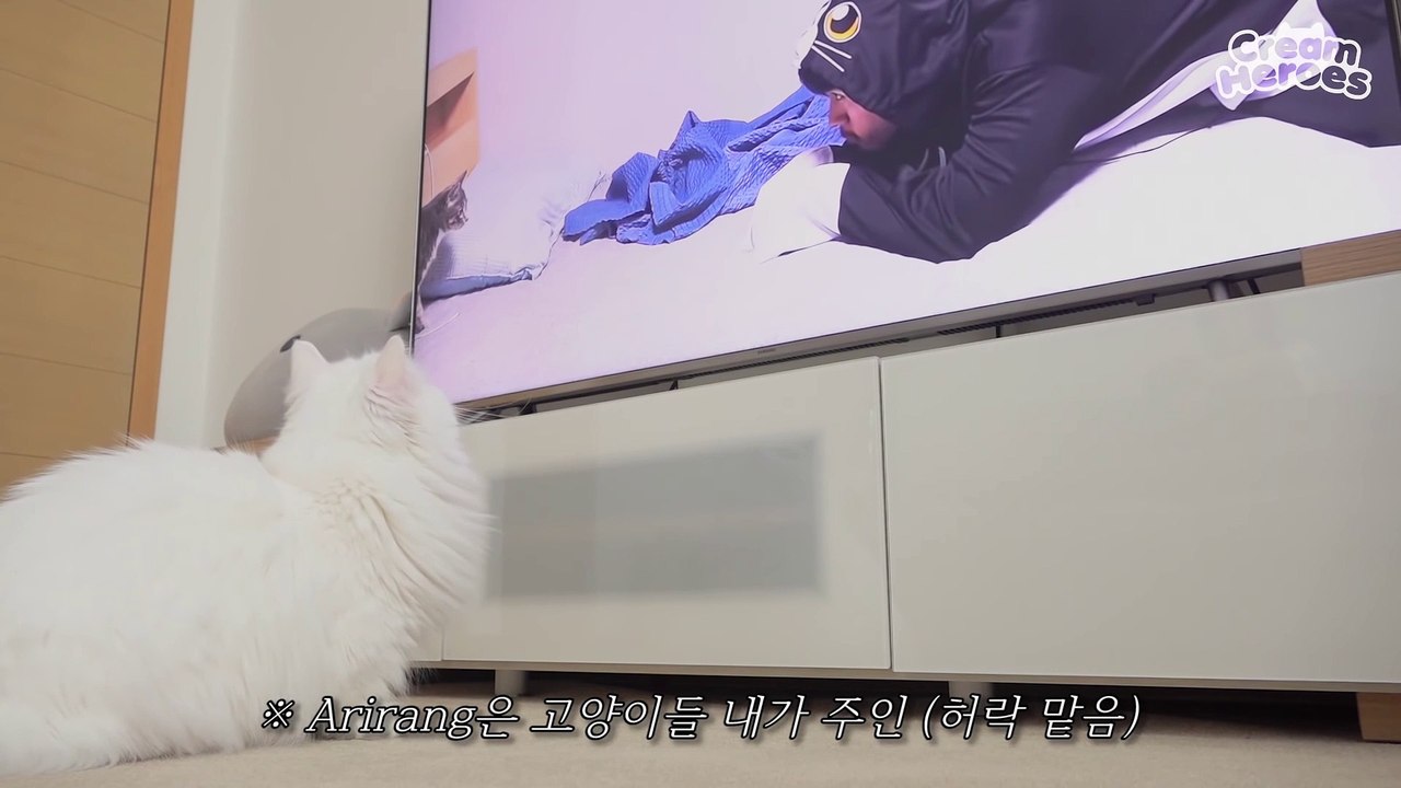 Met Another Kitty! (ENG SUB)