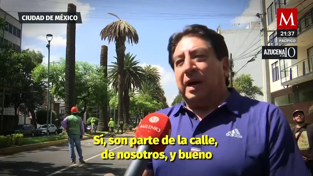 Comienzan el retiro de 152 palmeras de entre 80 y 100 años en CdMx