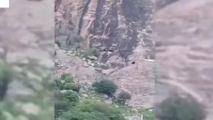 అనంతపురం జిల్లా: కళ్యాణదుర్గంలో ఎలుగుబంటి కలకలం