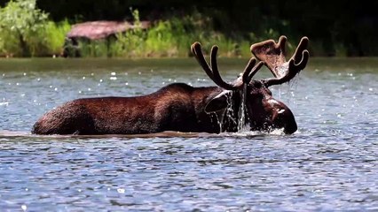 Moose Forages for Food Under Water