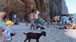 Goat Surprises Tourists on Beach