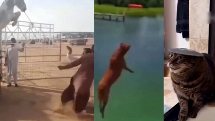 Funny Dogs And Cats Videos-----Best Funniest Animal Video Of The Day--#120--صور كلاب وقطط مضحكة