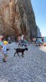 Goat Surprises Tourists on Beach