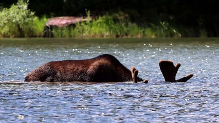 Moose Forages for Food Under Water
