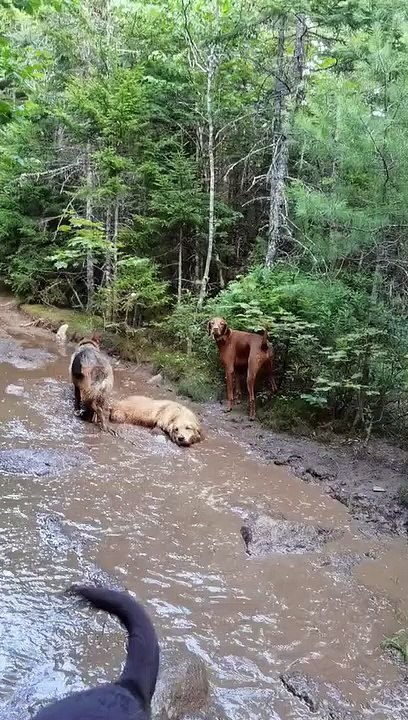 Golden Retriever transforme la flaque de boue en brun