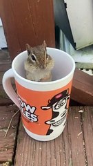 Chipmunk Cheeks Fill With Sunflower Seeds