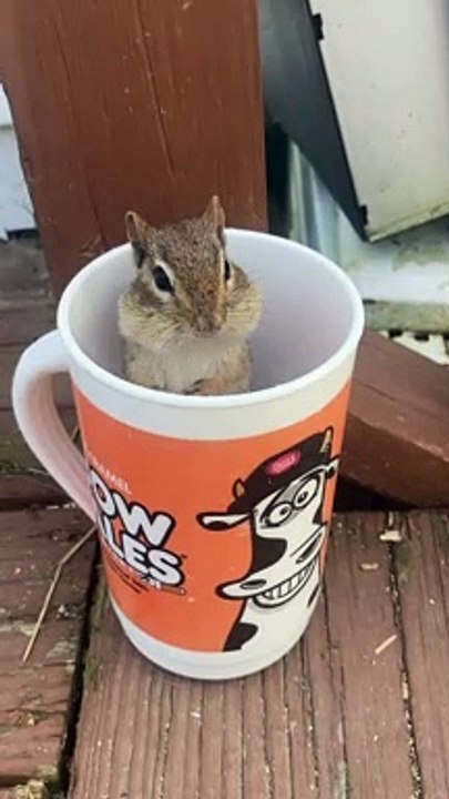 Chipmunk Cheeks Fill With Sunflower Seeds