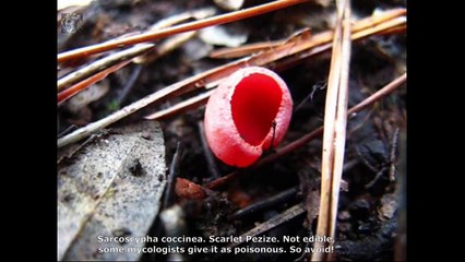 Sarcoscypha coccinea. Champimaginatis. English Text