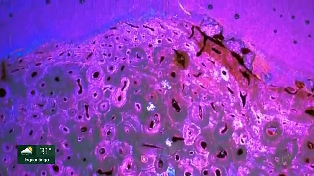 PARASITAS EM DINOSSAUROS