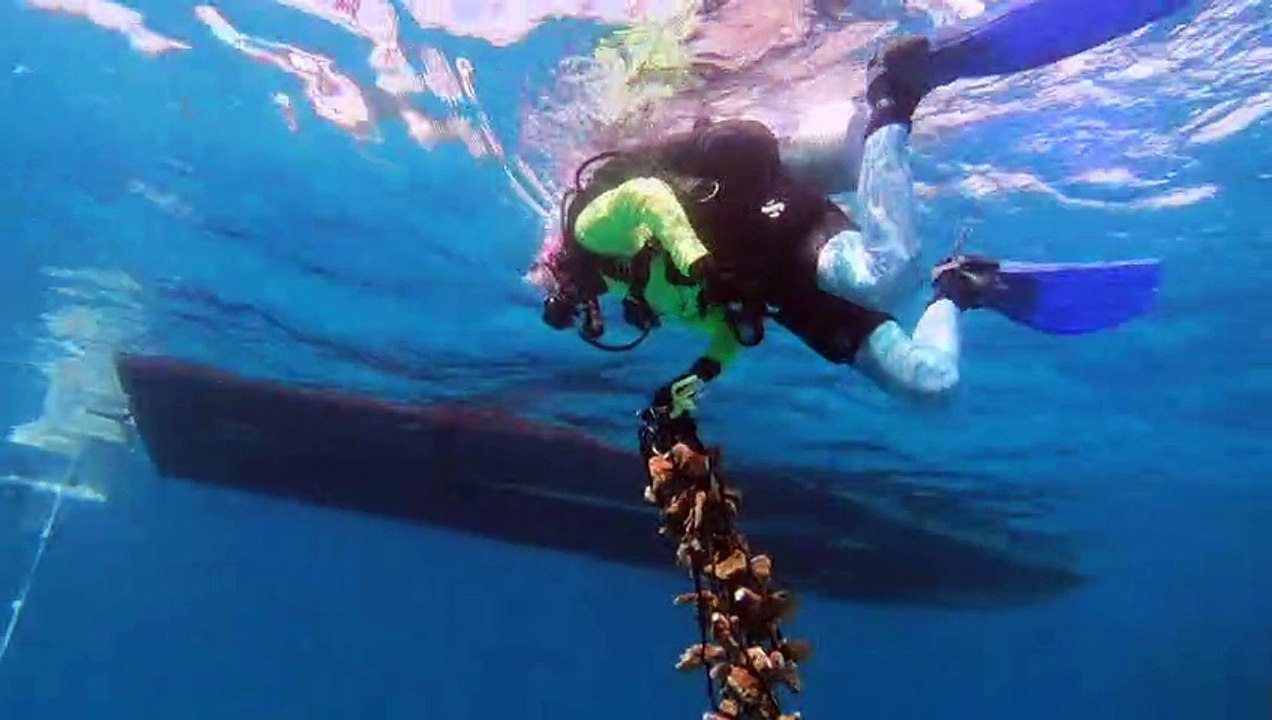 Kältetherapie für bedrohte Korallenriffe vor der Küste Floridas