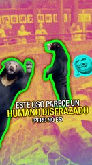 Este oso parece un humano disfrazado, pero no es