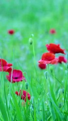 Naat Shareef (A sabaz guband wale)