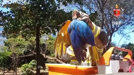 Arara é resgatada pelos bombeiros após ficar presa em fio de nylon