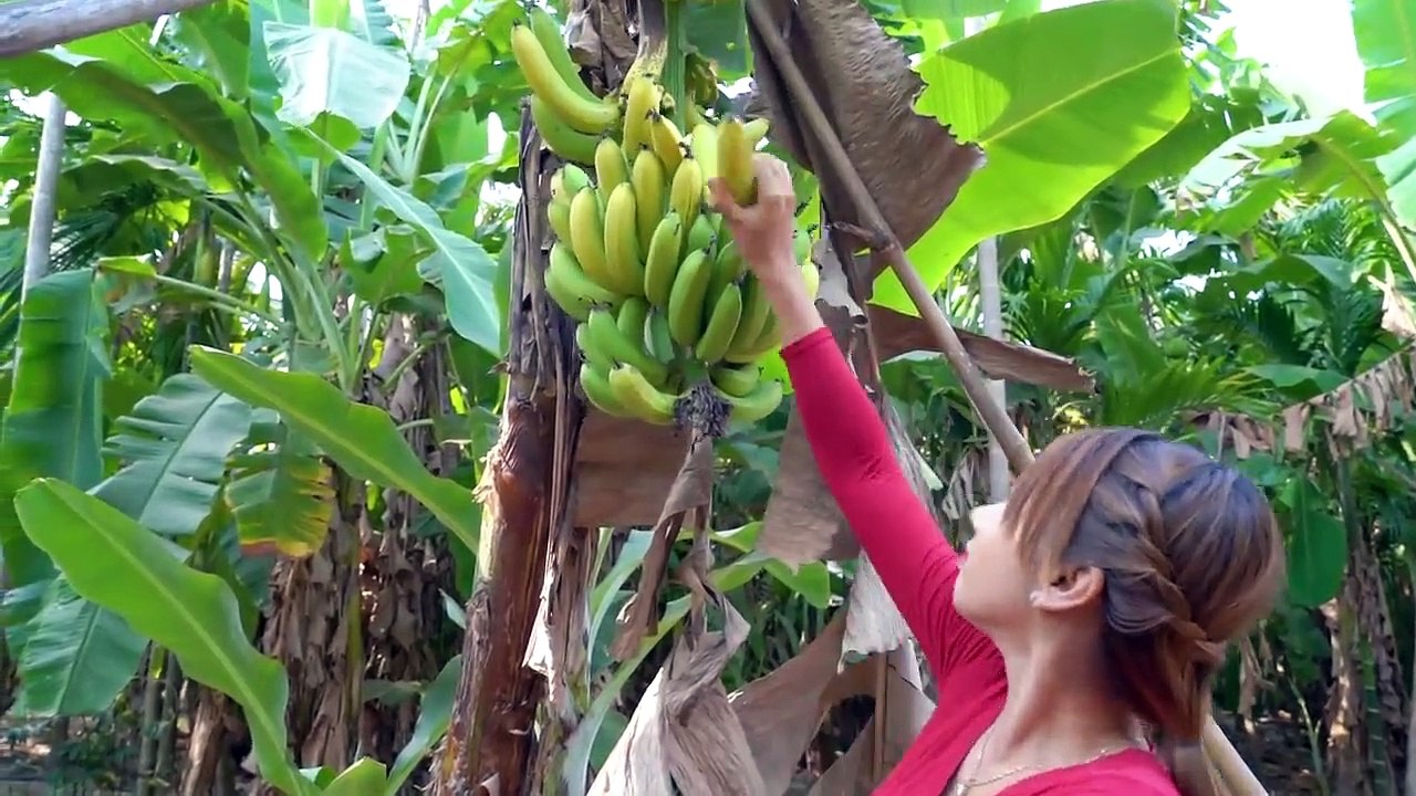 Fresh banana fruit in my homeland and cook banana crispy recipe - Polin lifestyle